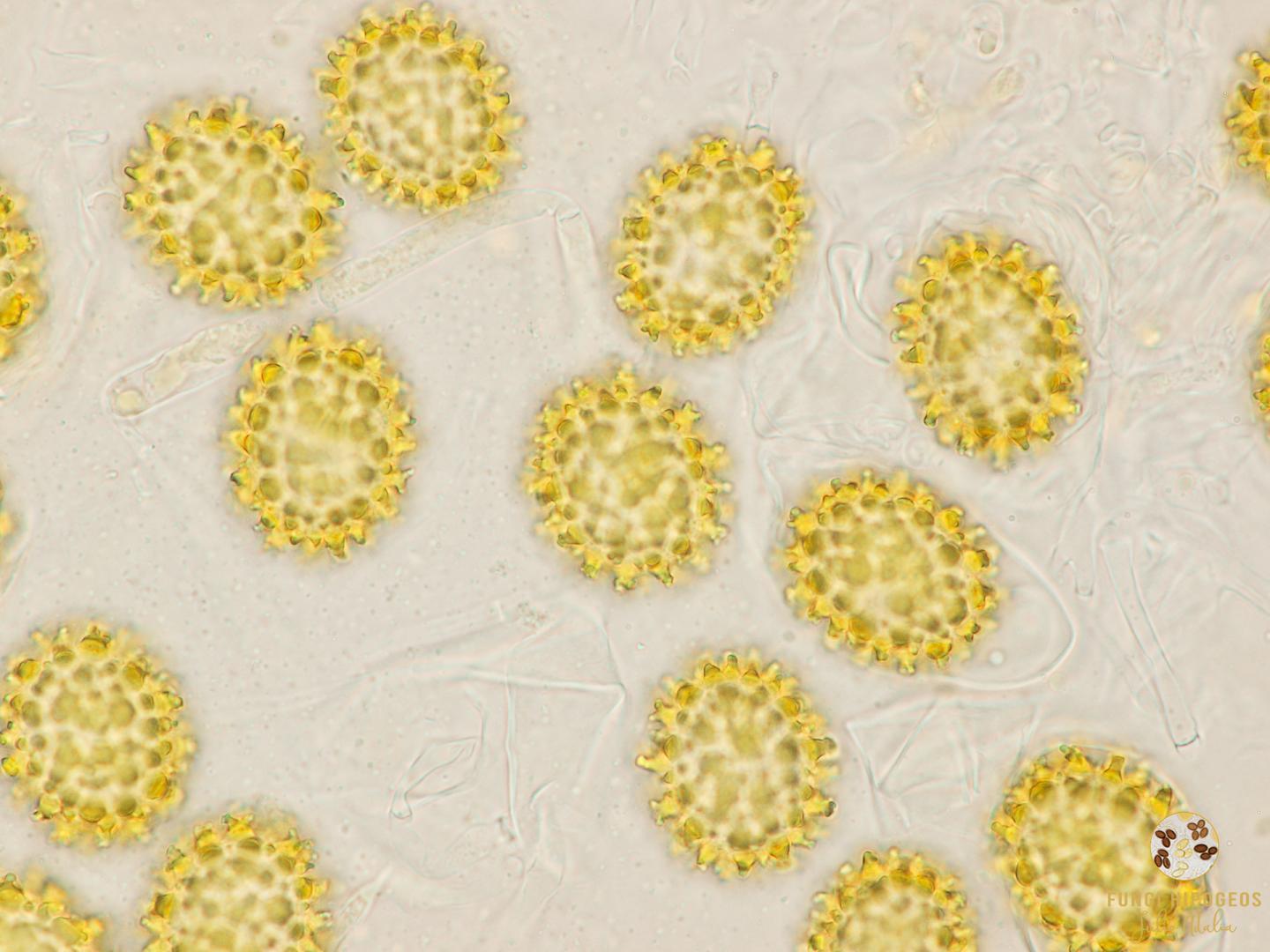 Imagen de portada 493