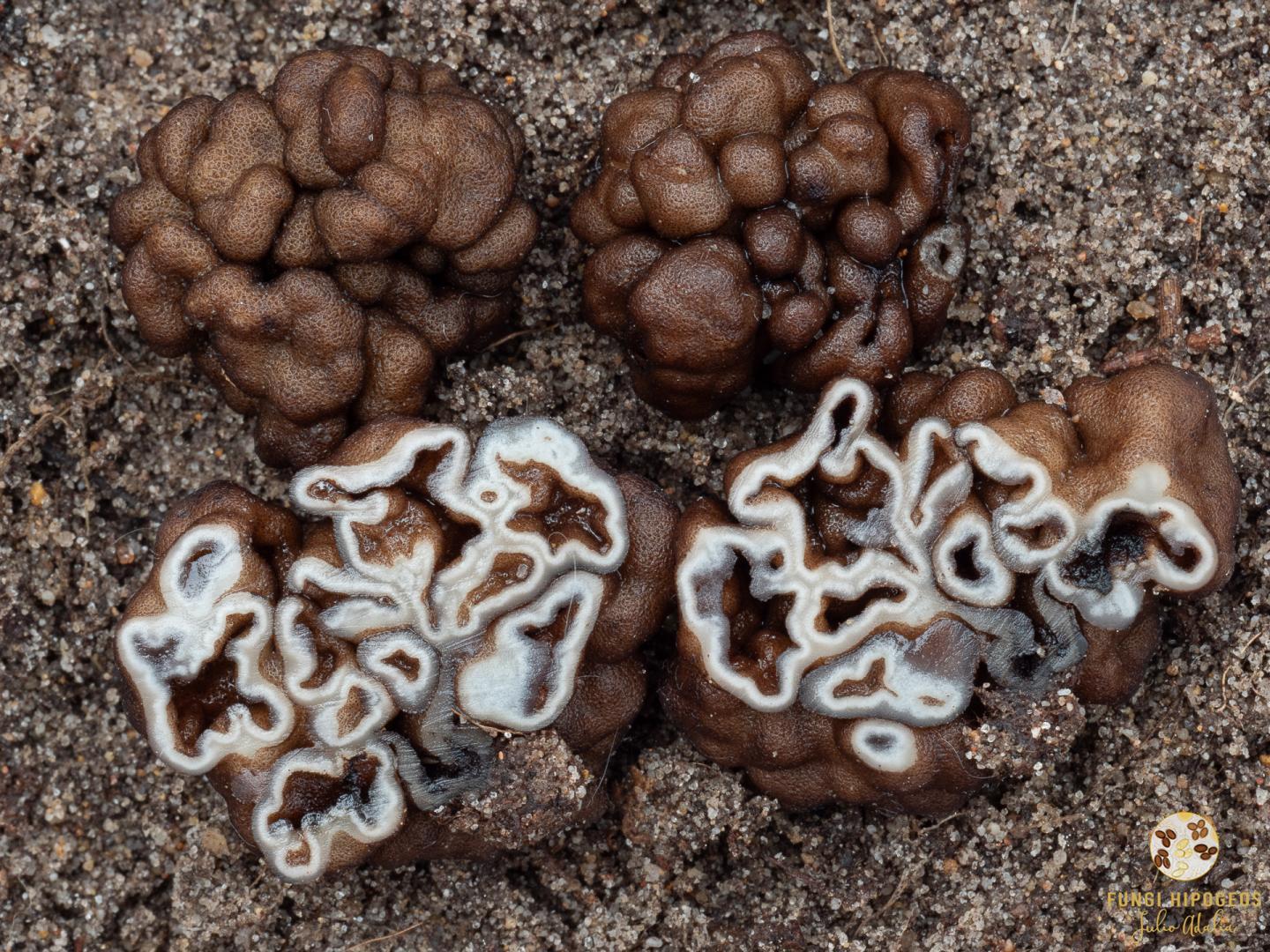 Imagen de portada 497