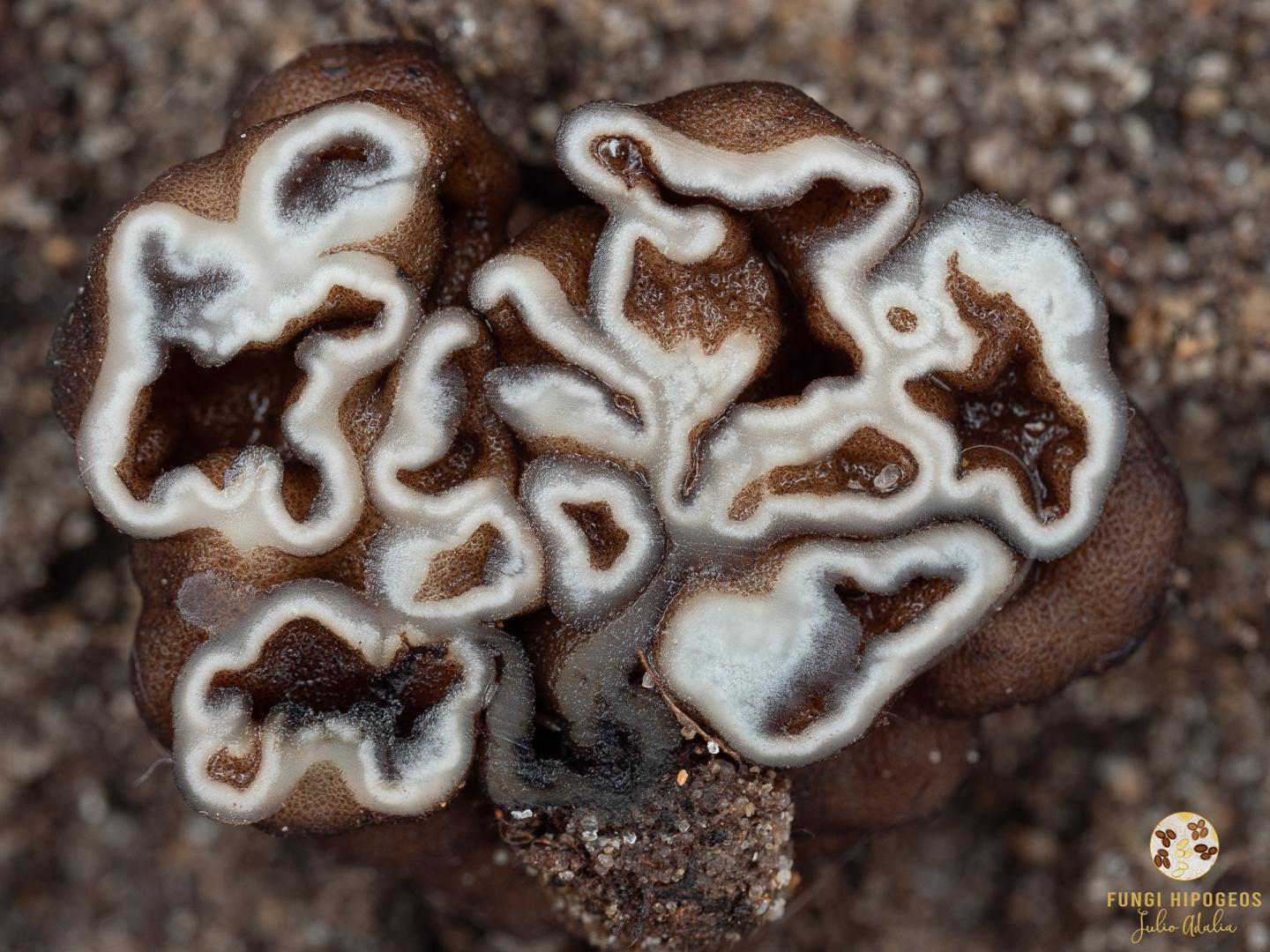 Imagen de portada 498