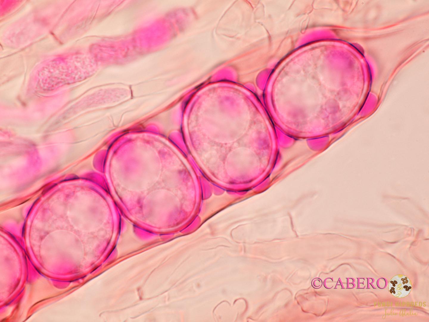 Imagen de portada 501