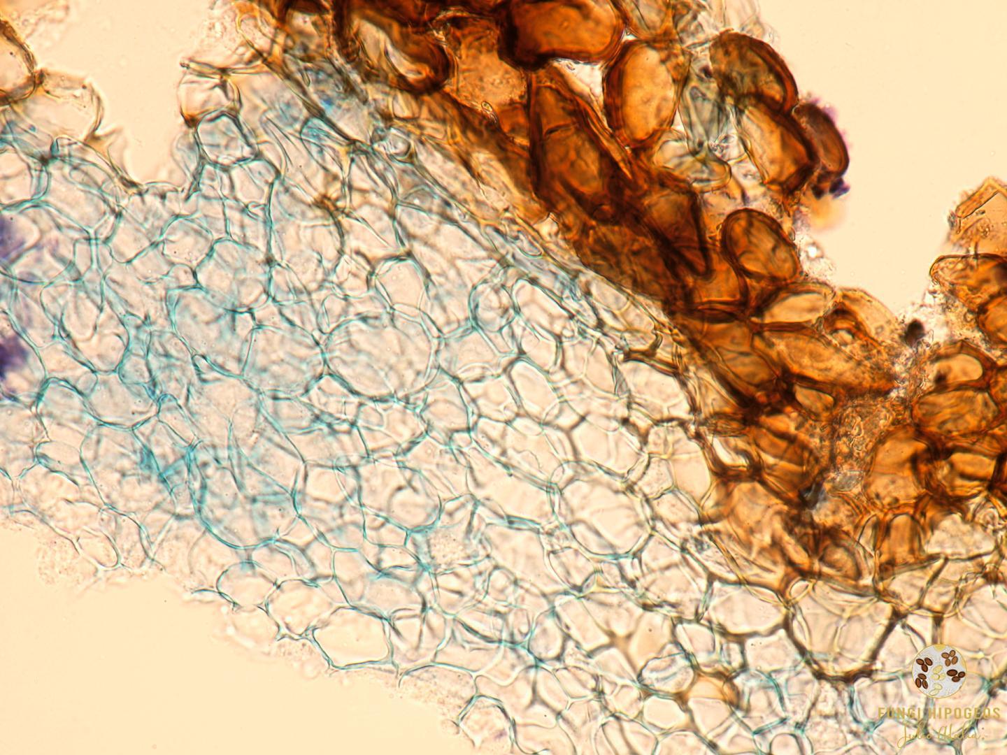 Imagen de portada 502