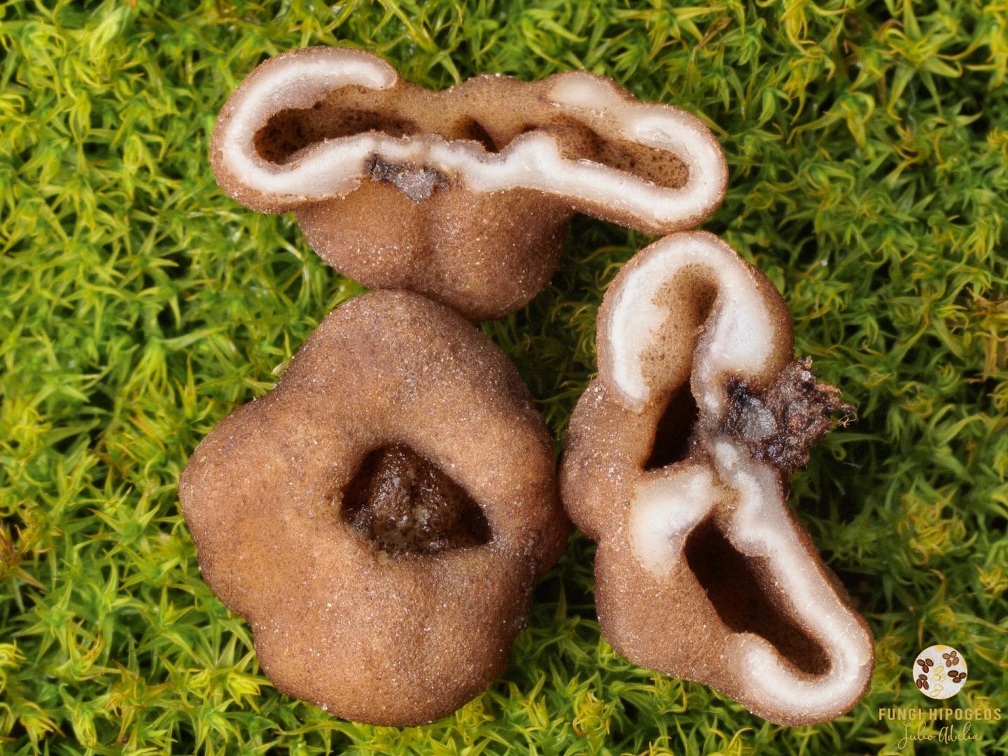 Imagen de portada 507