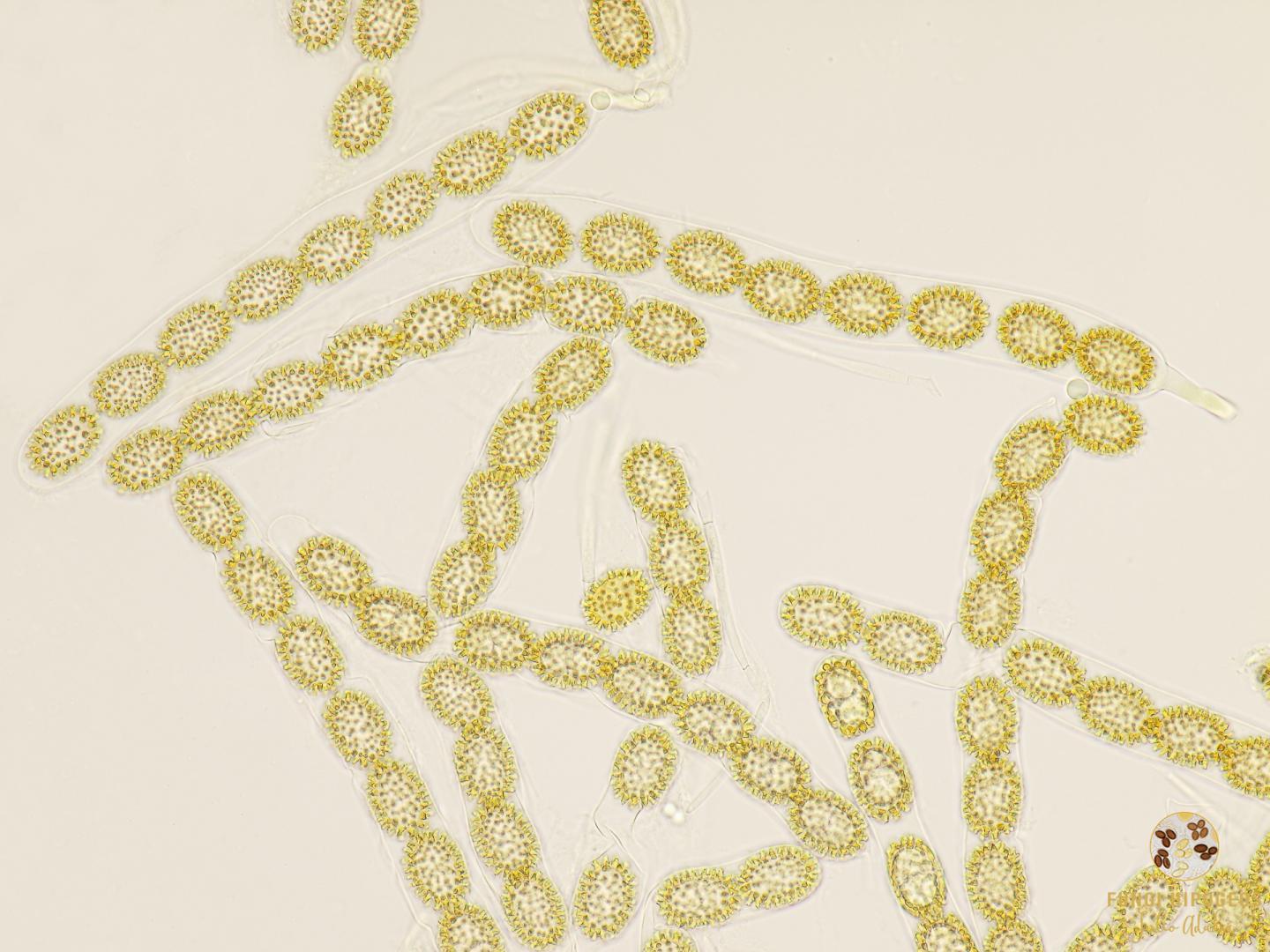 Imagen de portada 509