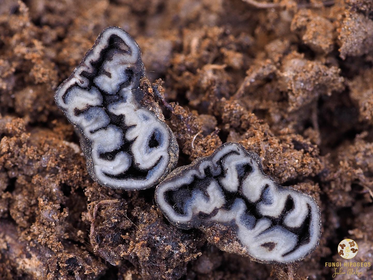 Imagen de portada 519