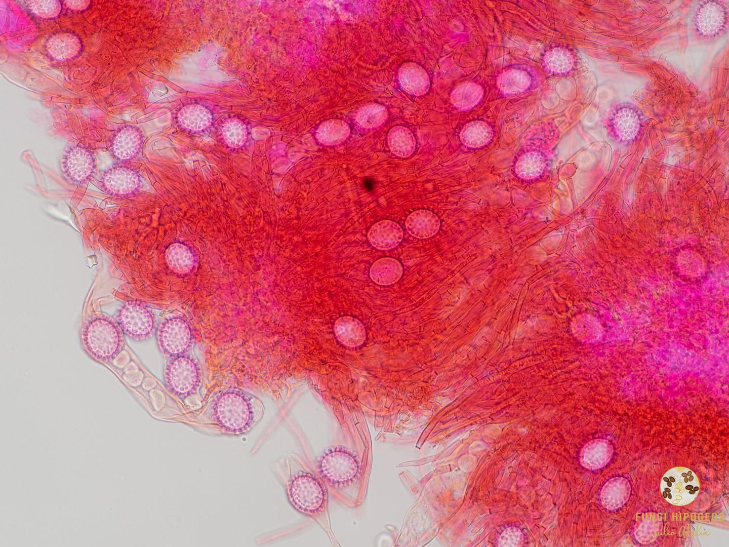 Imagen de portada 520