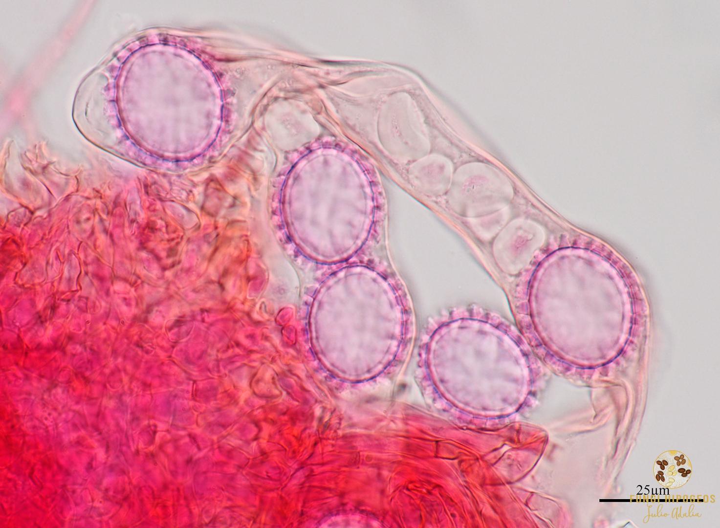 Imagen de portada 521