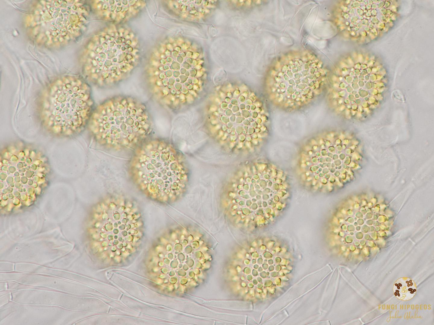 Imagen de portada 522