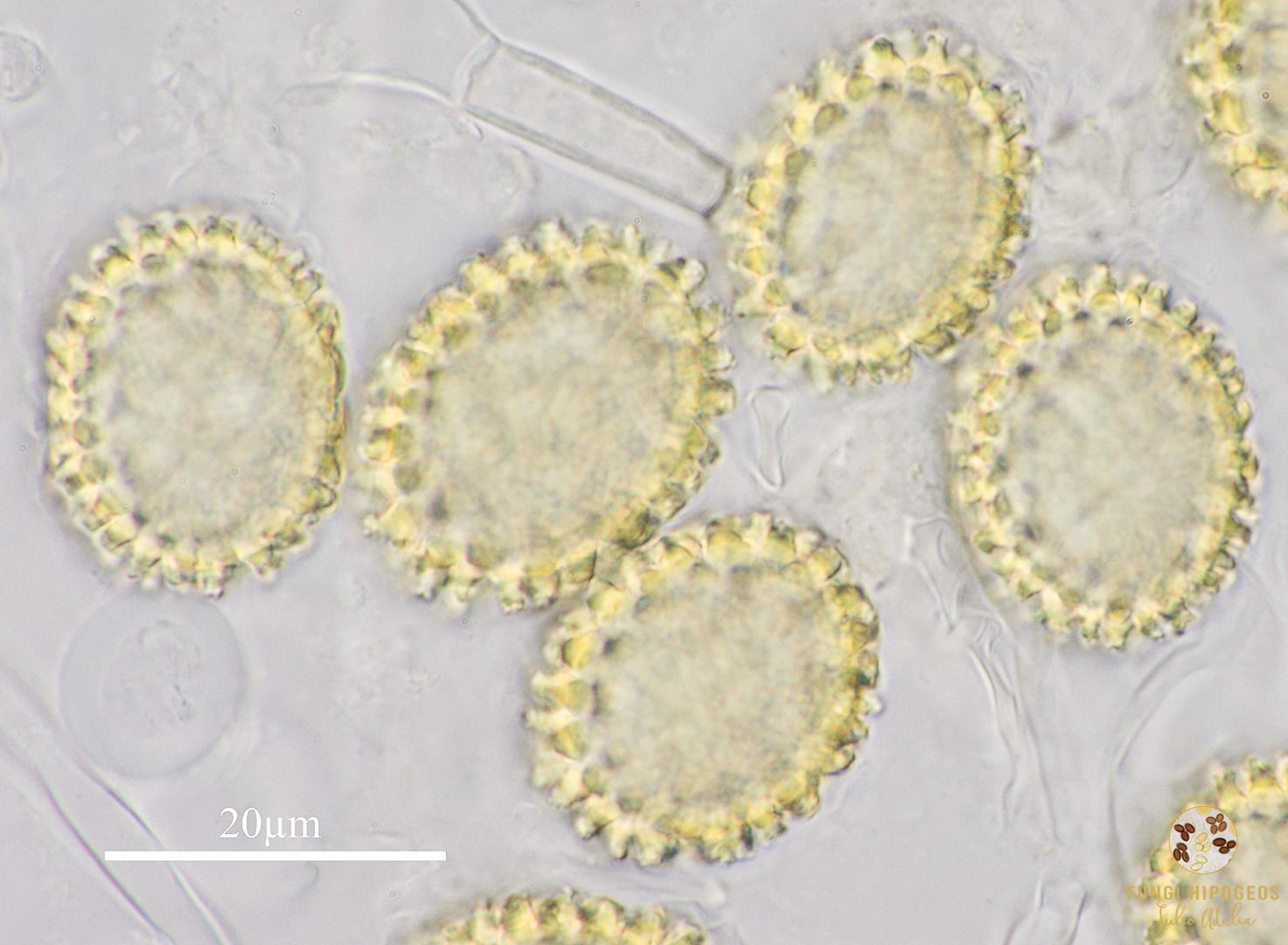 Imagen de portada 523