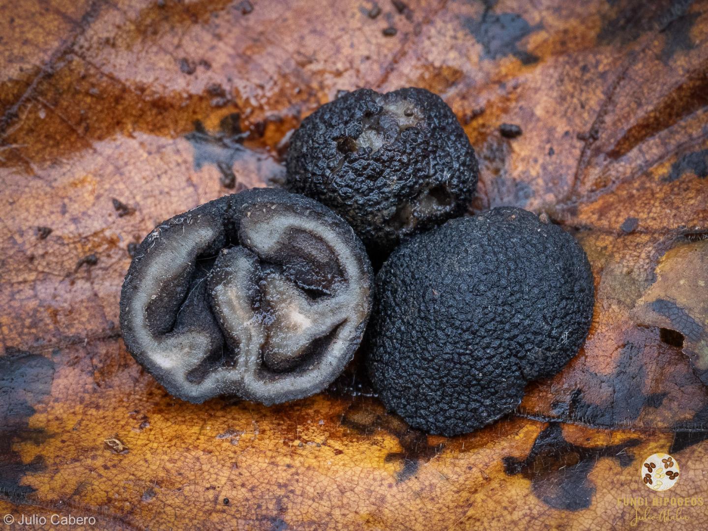 Imagen de portada 1182