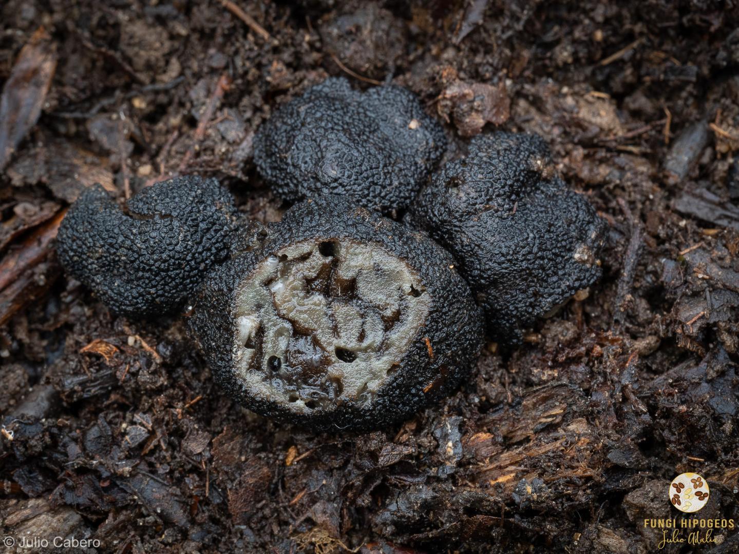 Imagen de portada 1183