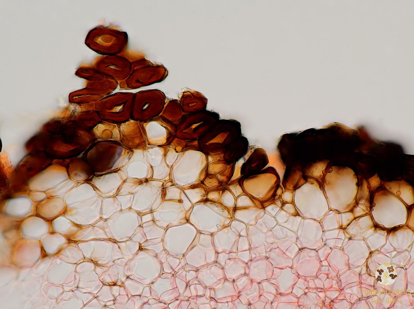 Imagen de portada 1184