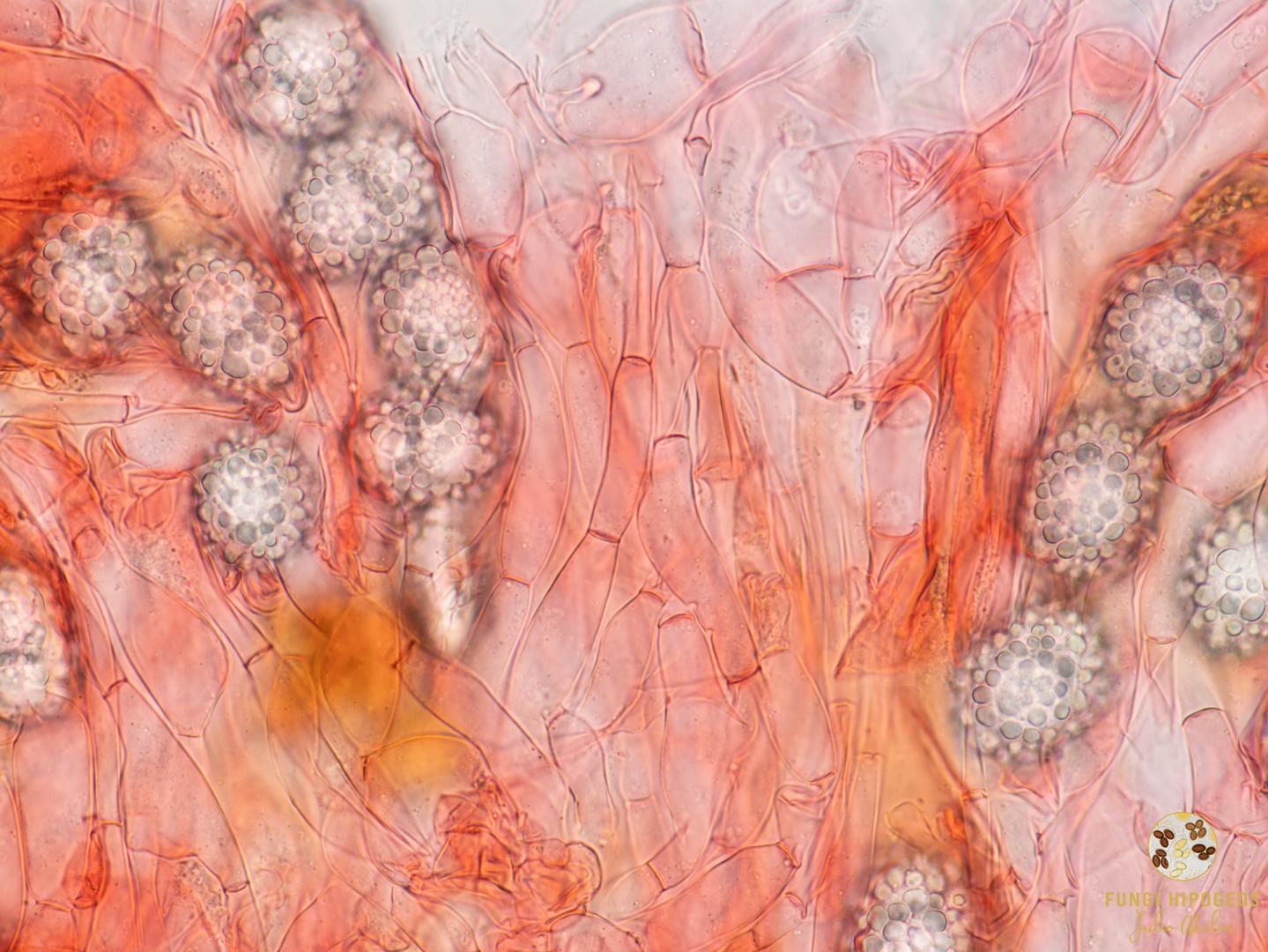 Imagen de portada 1185