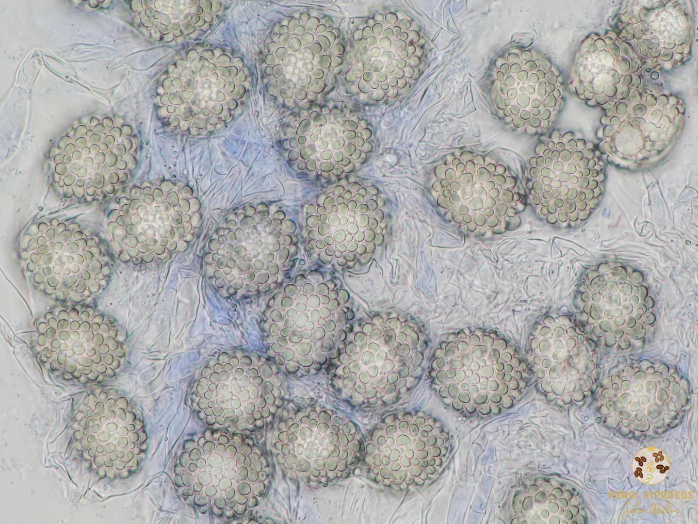 Imagen de portada 1187