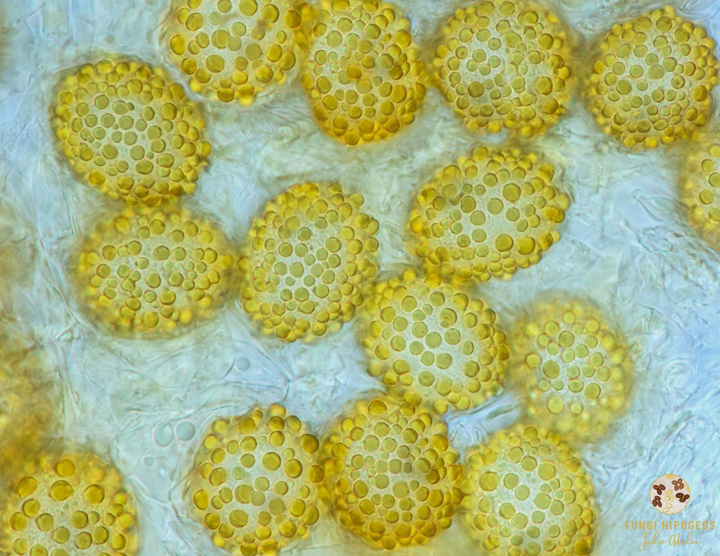 Imagen de portada 514