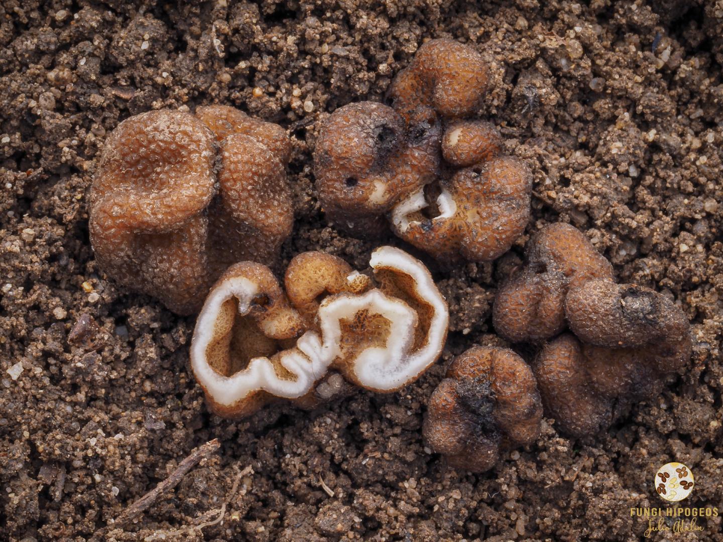 Imagen de portada 525