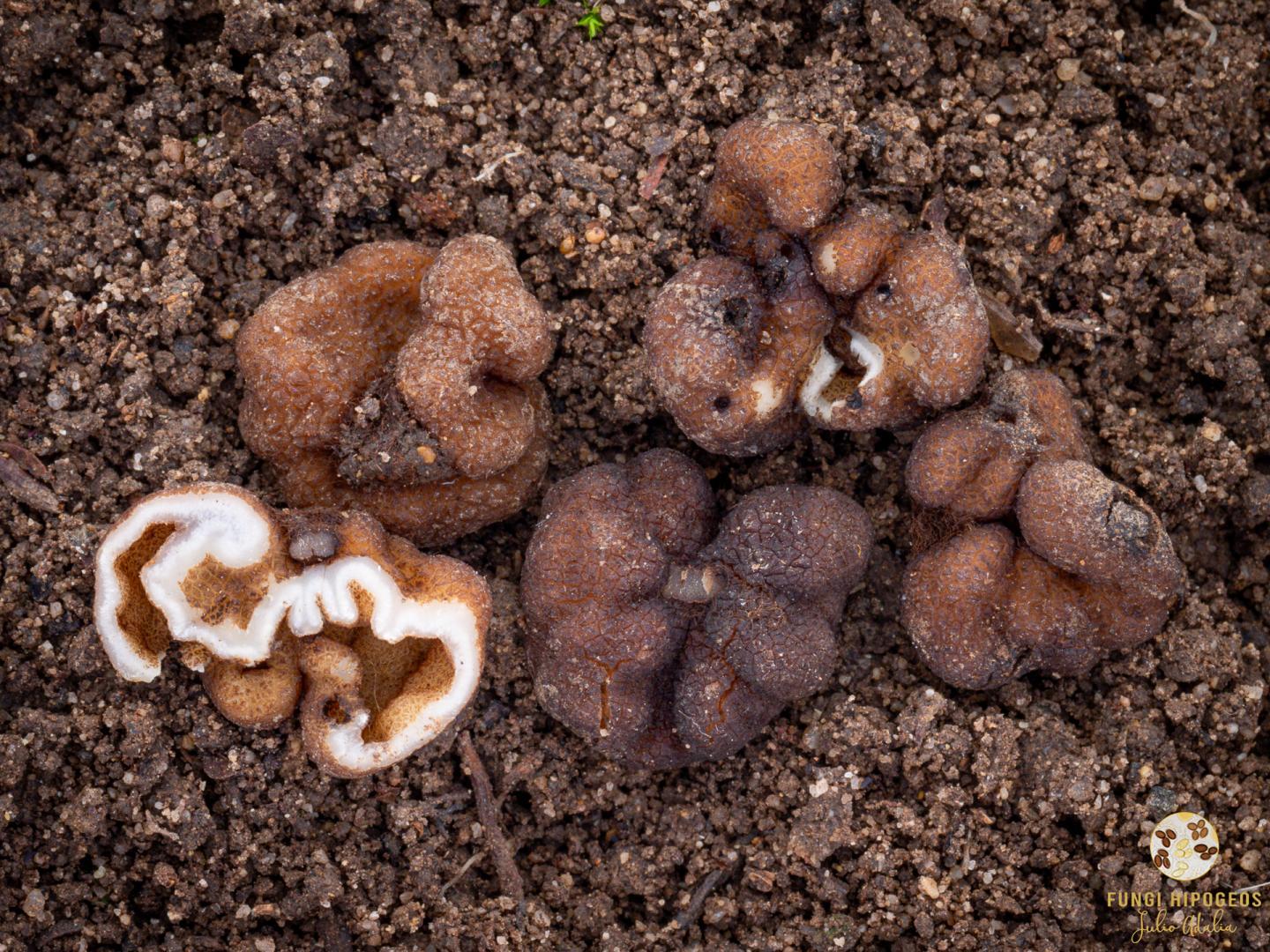 Imagen de portada 526