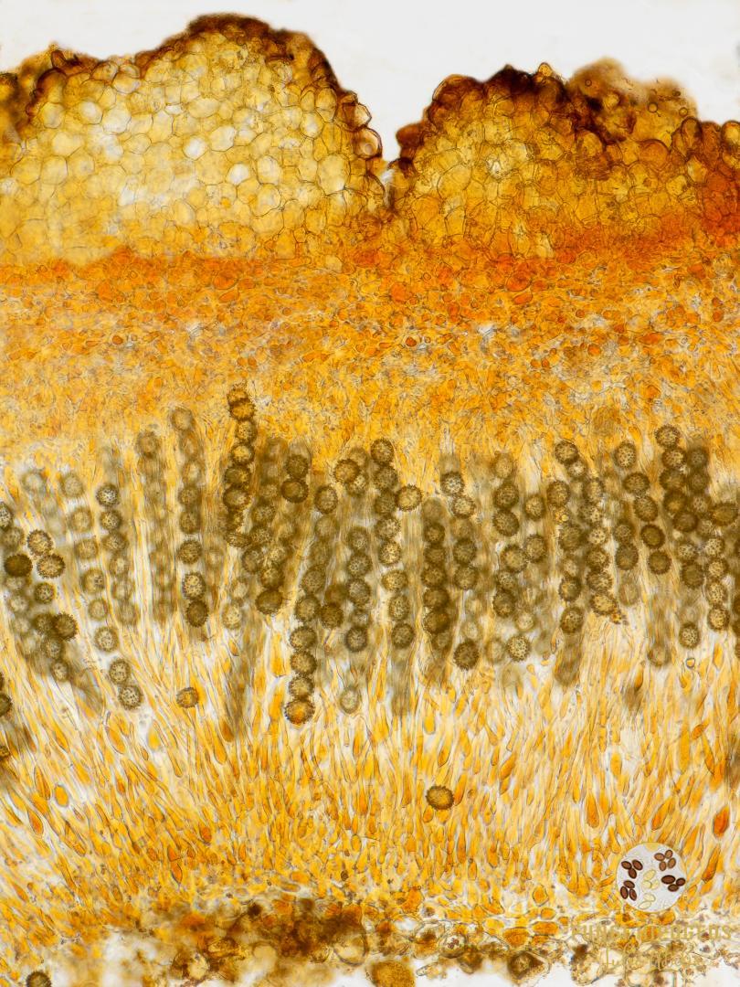 Imagen de portada 527