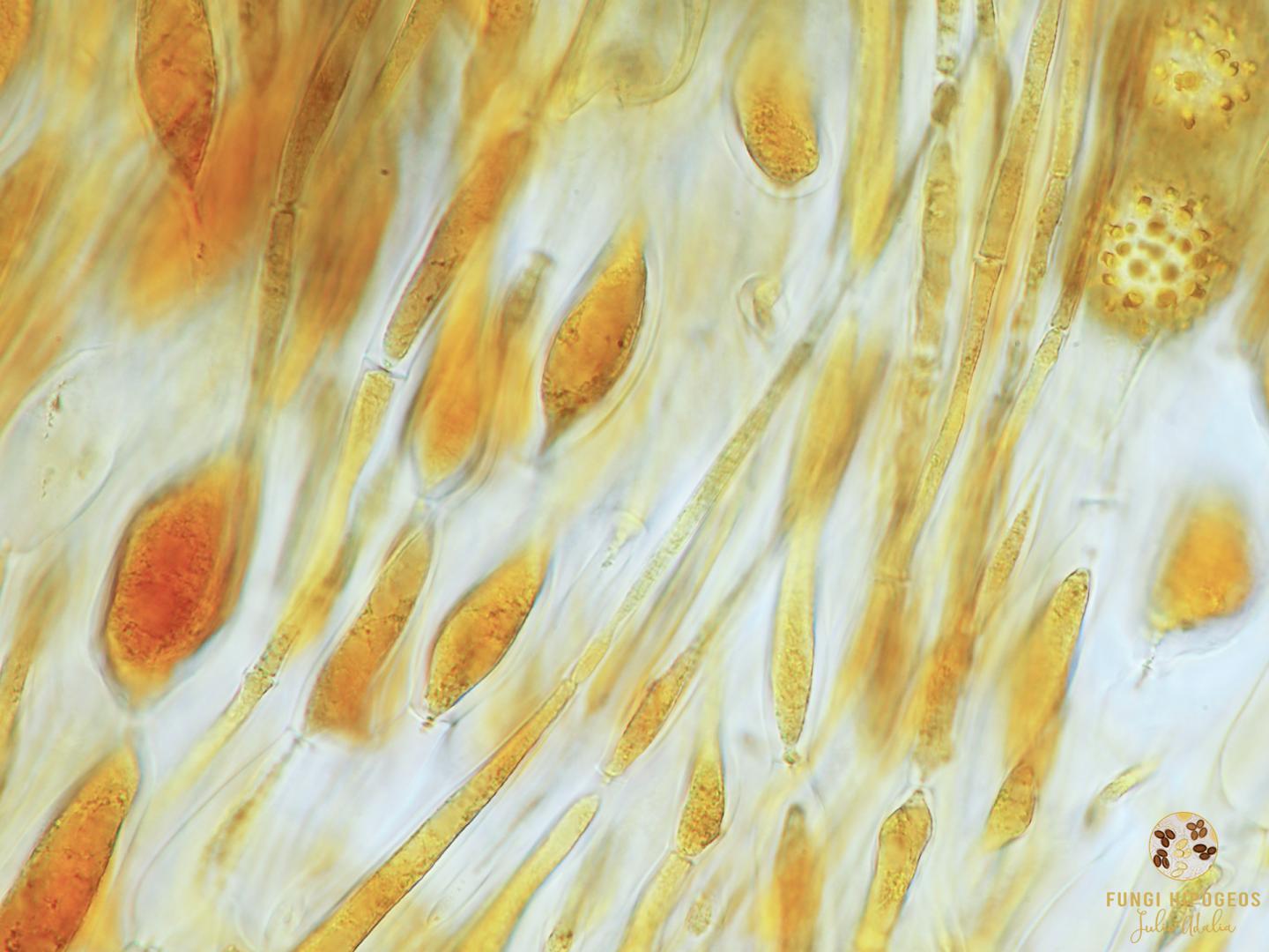 Imagen de portada 529