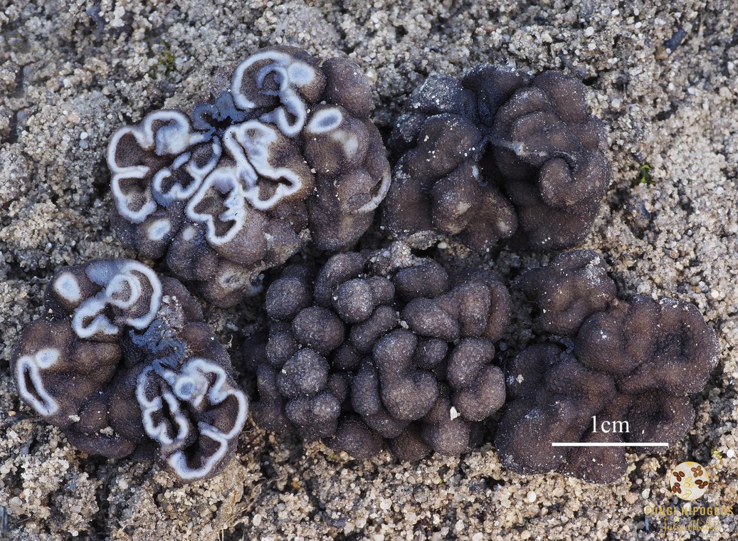 Imagen de portada 533