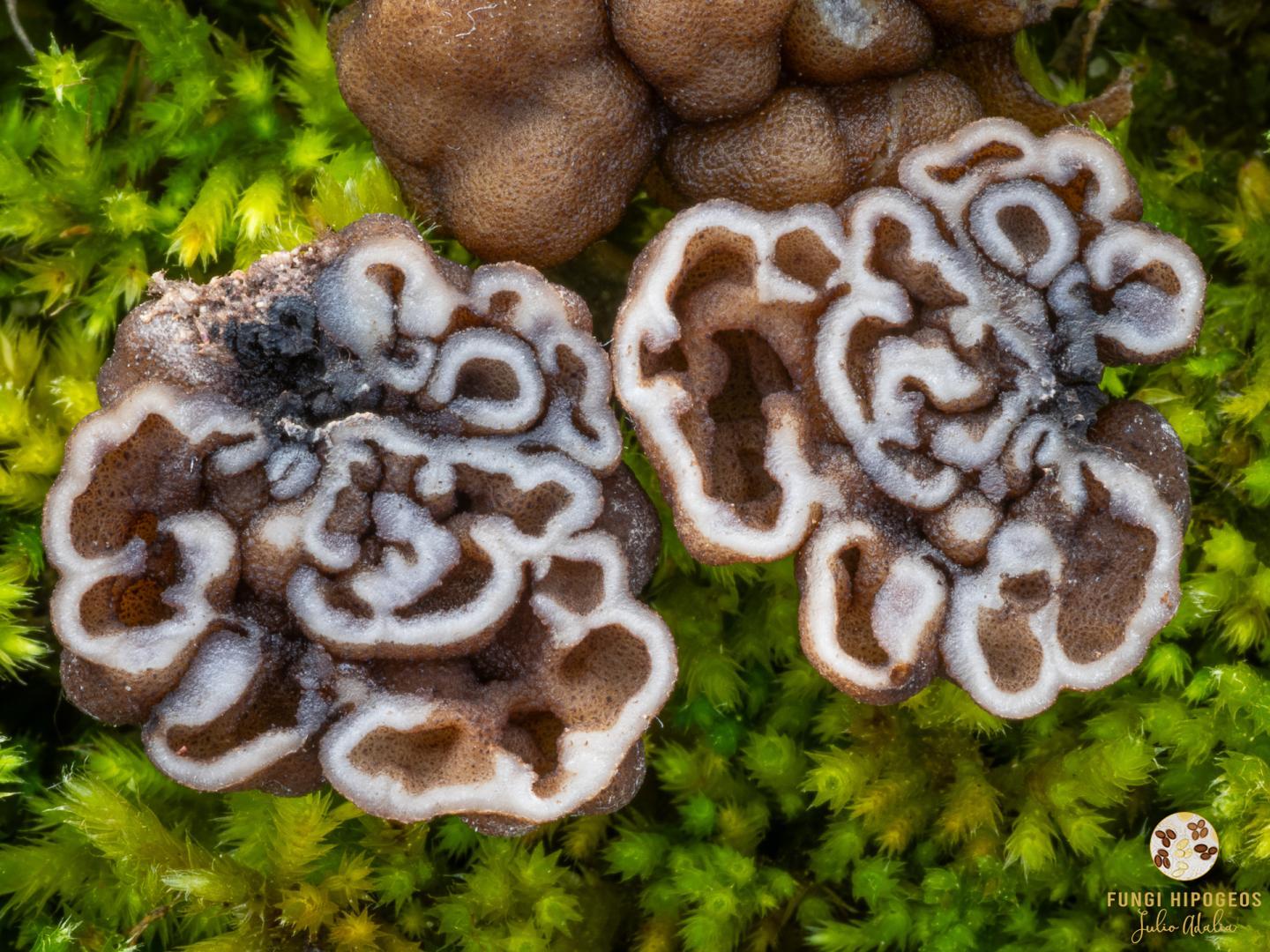 Imagen de portada 534