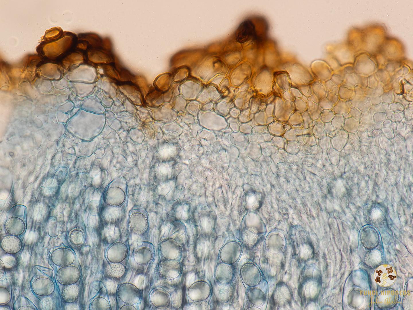 Imagen de portada 535