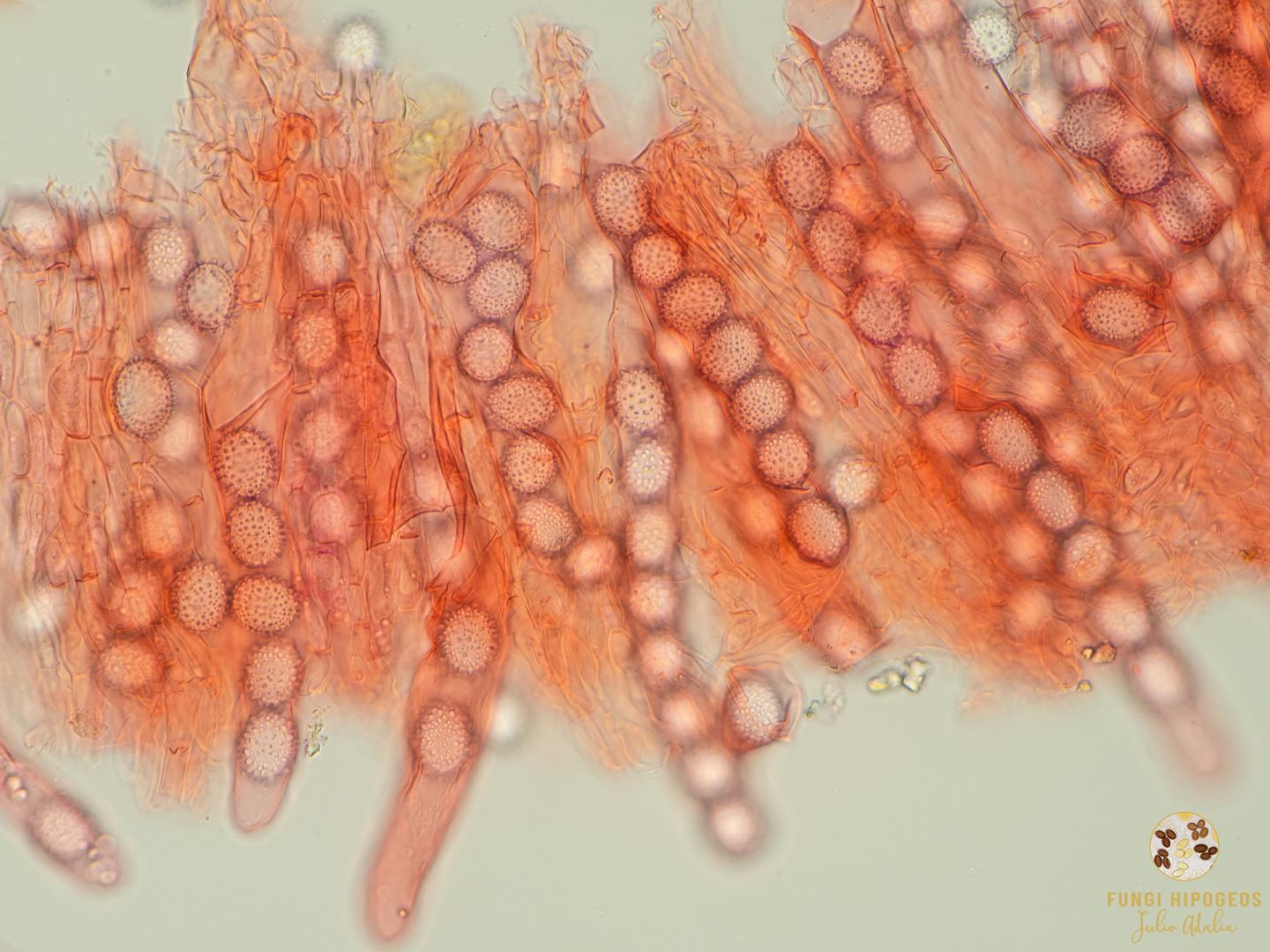 Imagen de portada 536