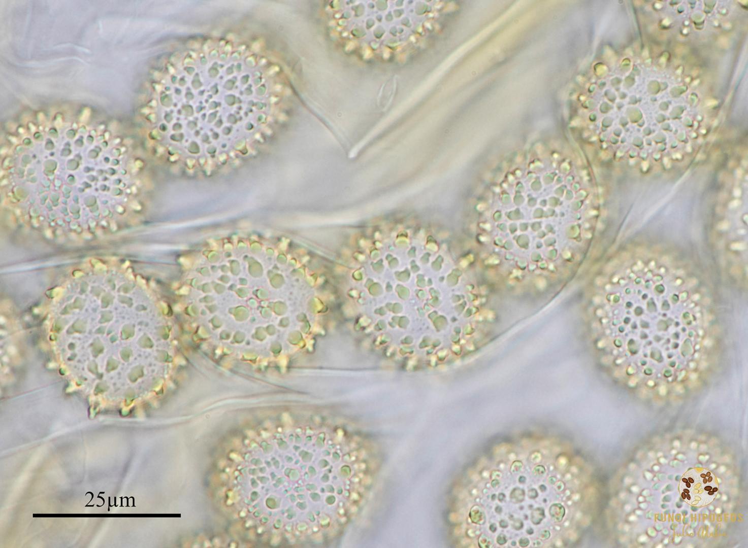 Imagen de portada 537