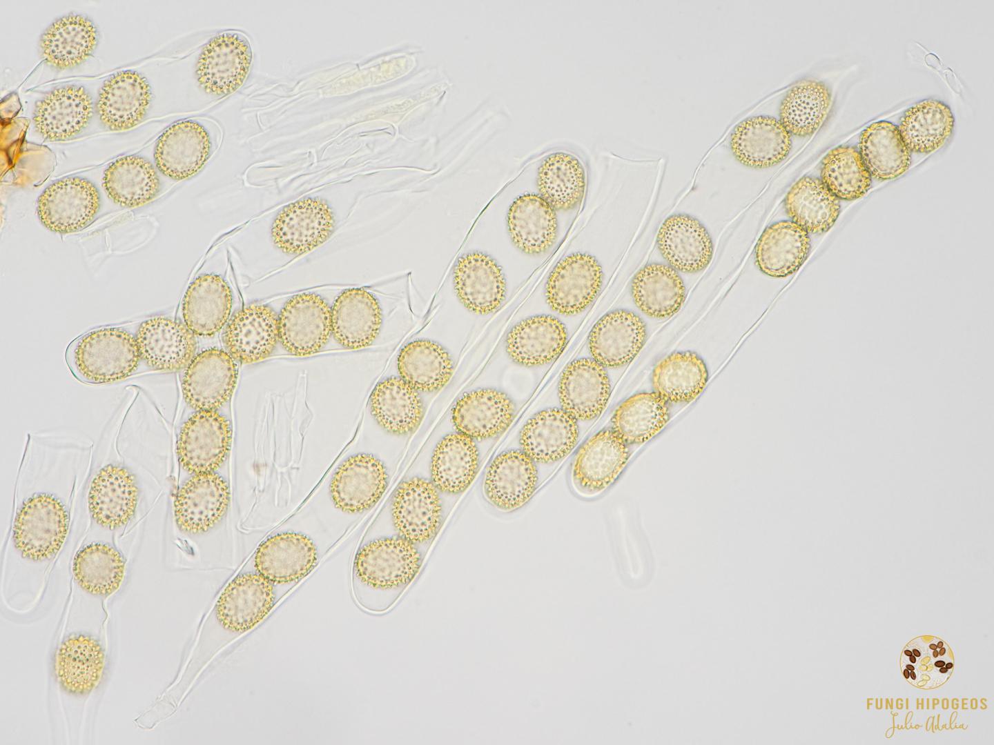 Imagen de portada 538