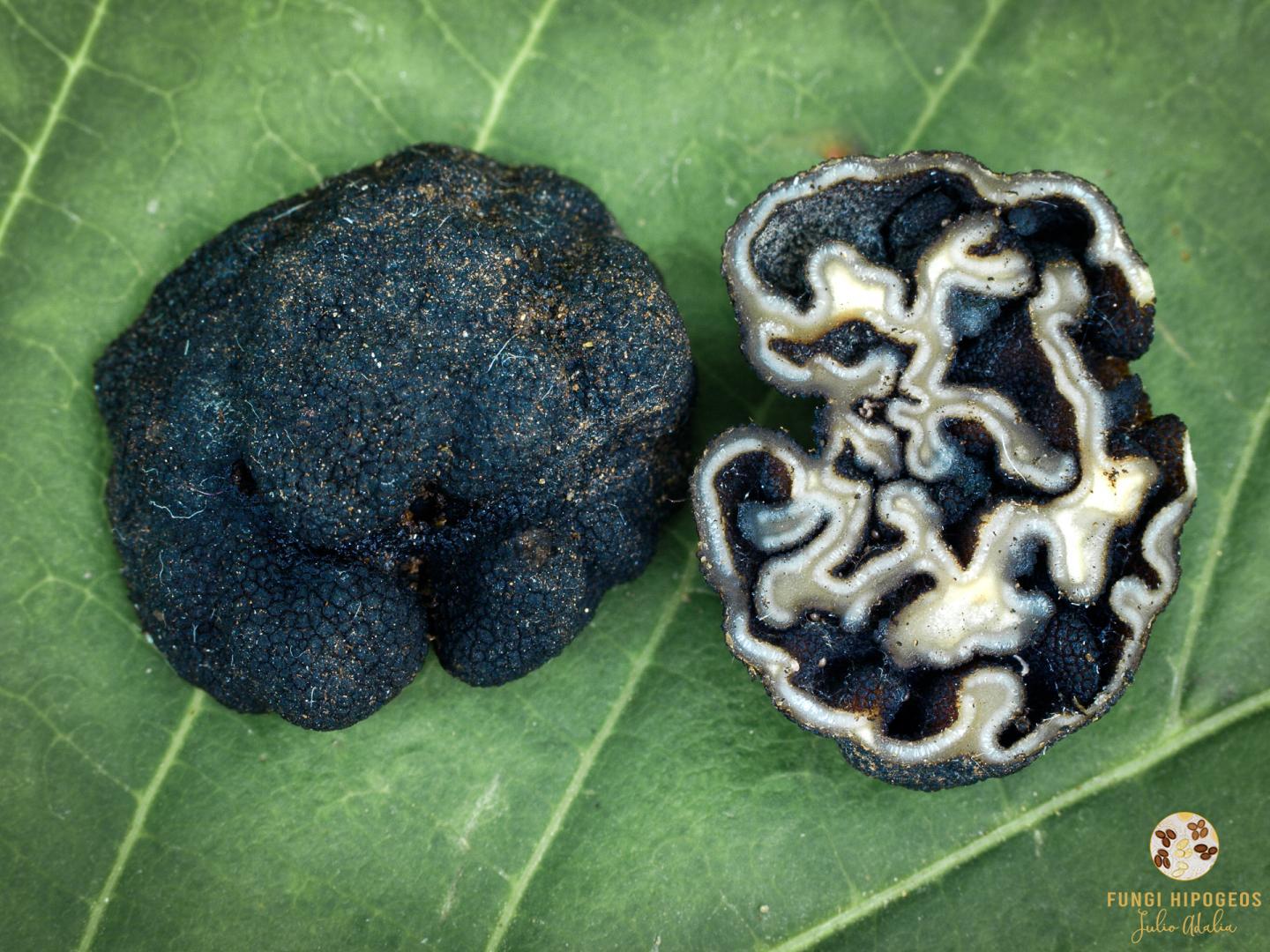 Imagen de portada 541