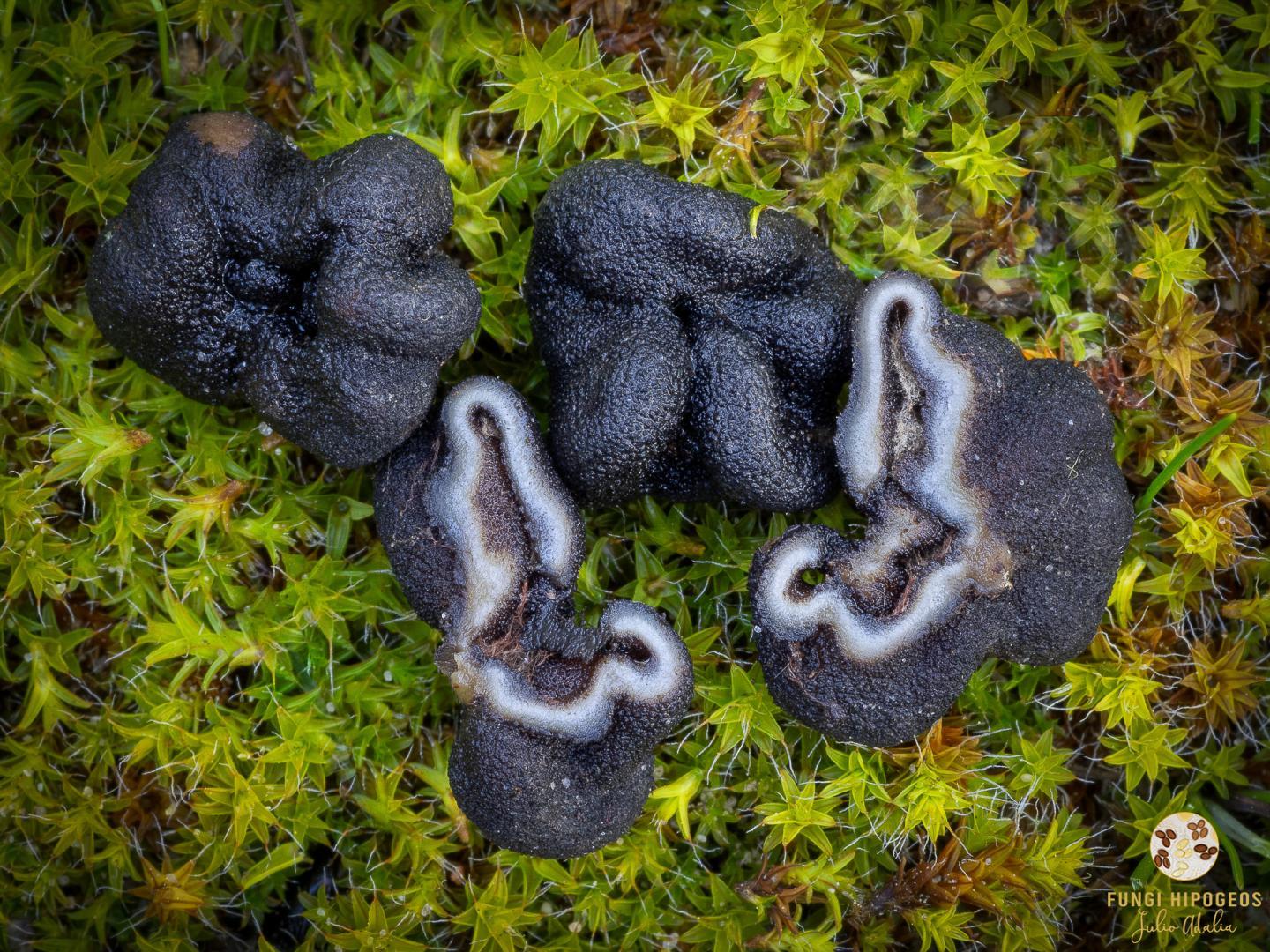 Imagen de portada 542