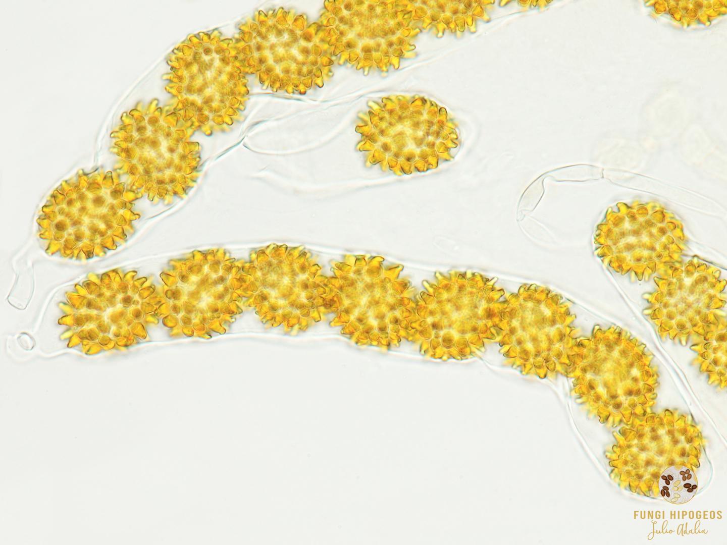 Imagen de portada 544