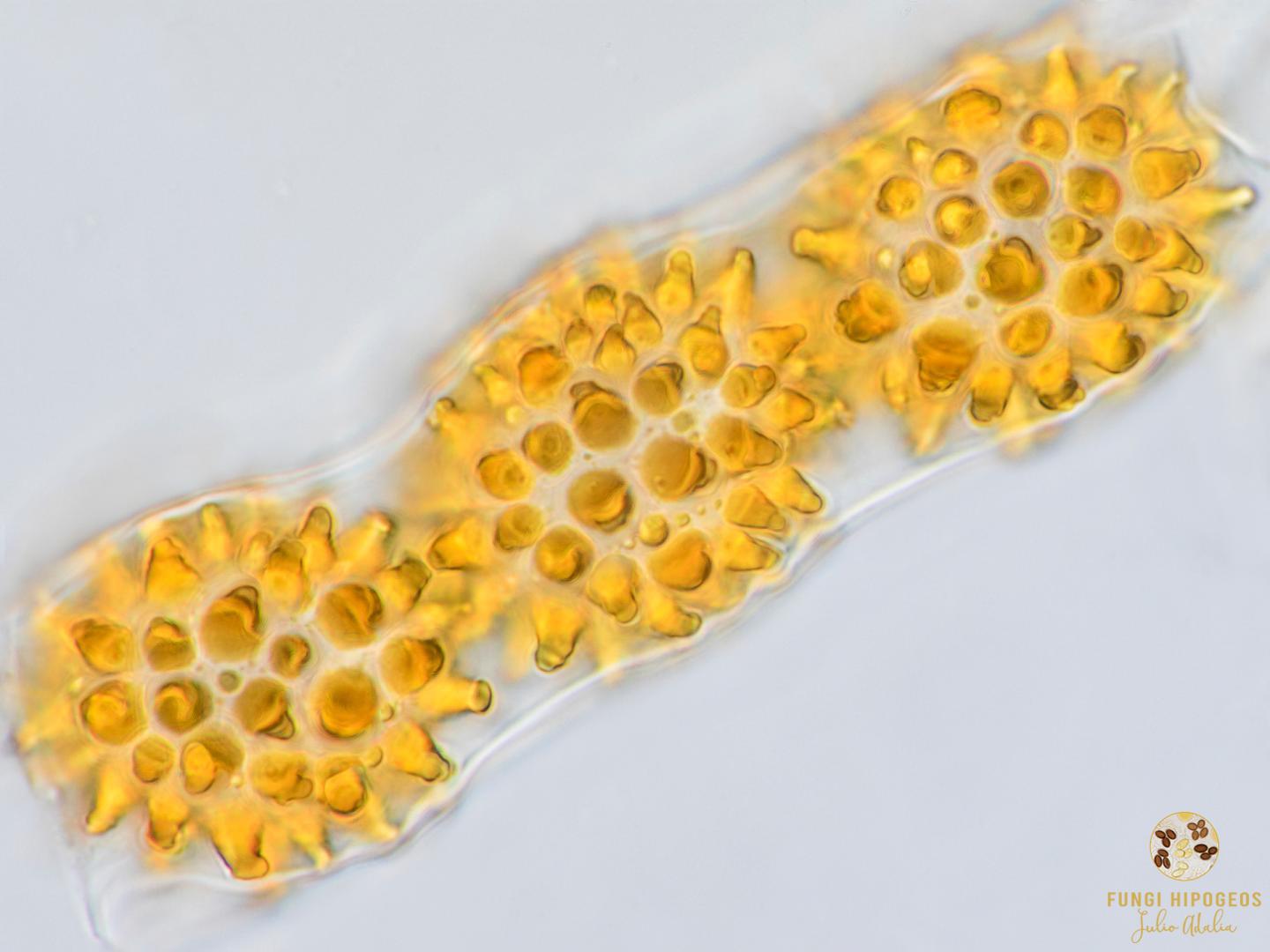 Imagen de portada 545