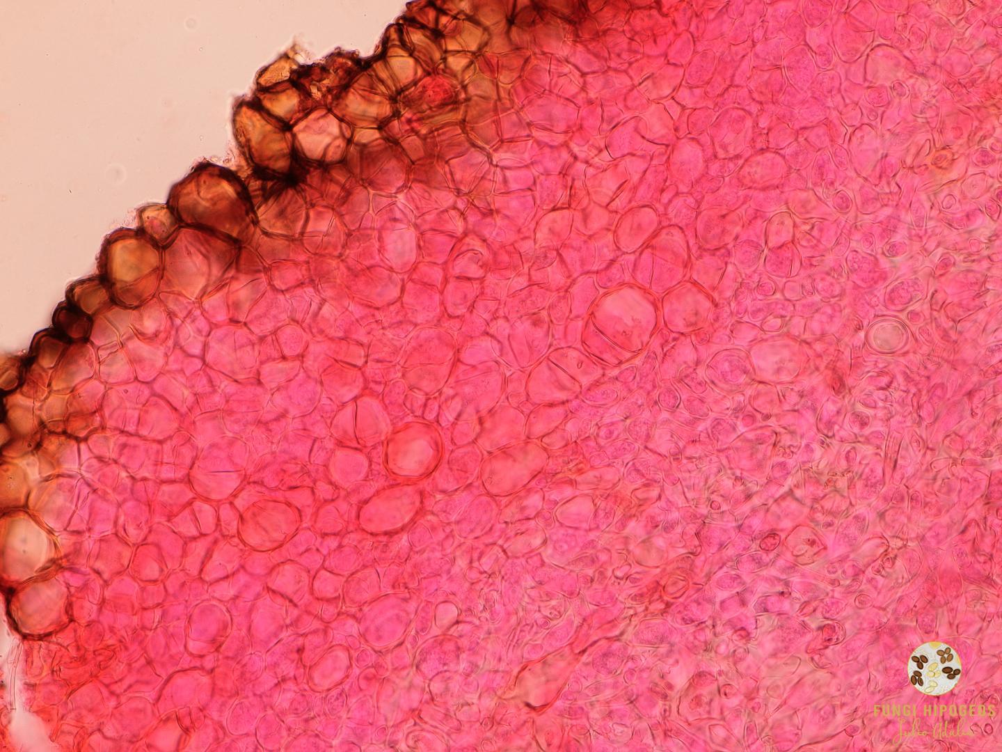 Imagen de portada 549