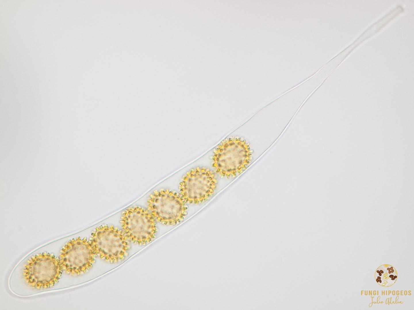 Imagen de portada 551