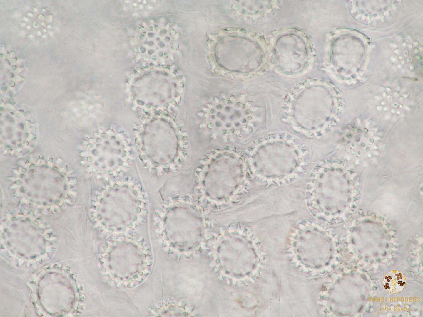 Imagen de portada 552