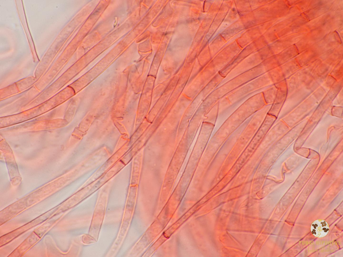 Imagen de portada 554