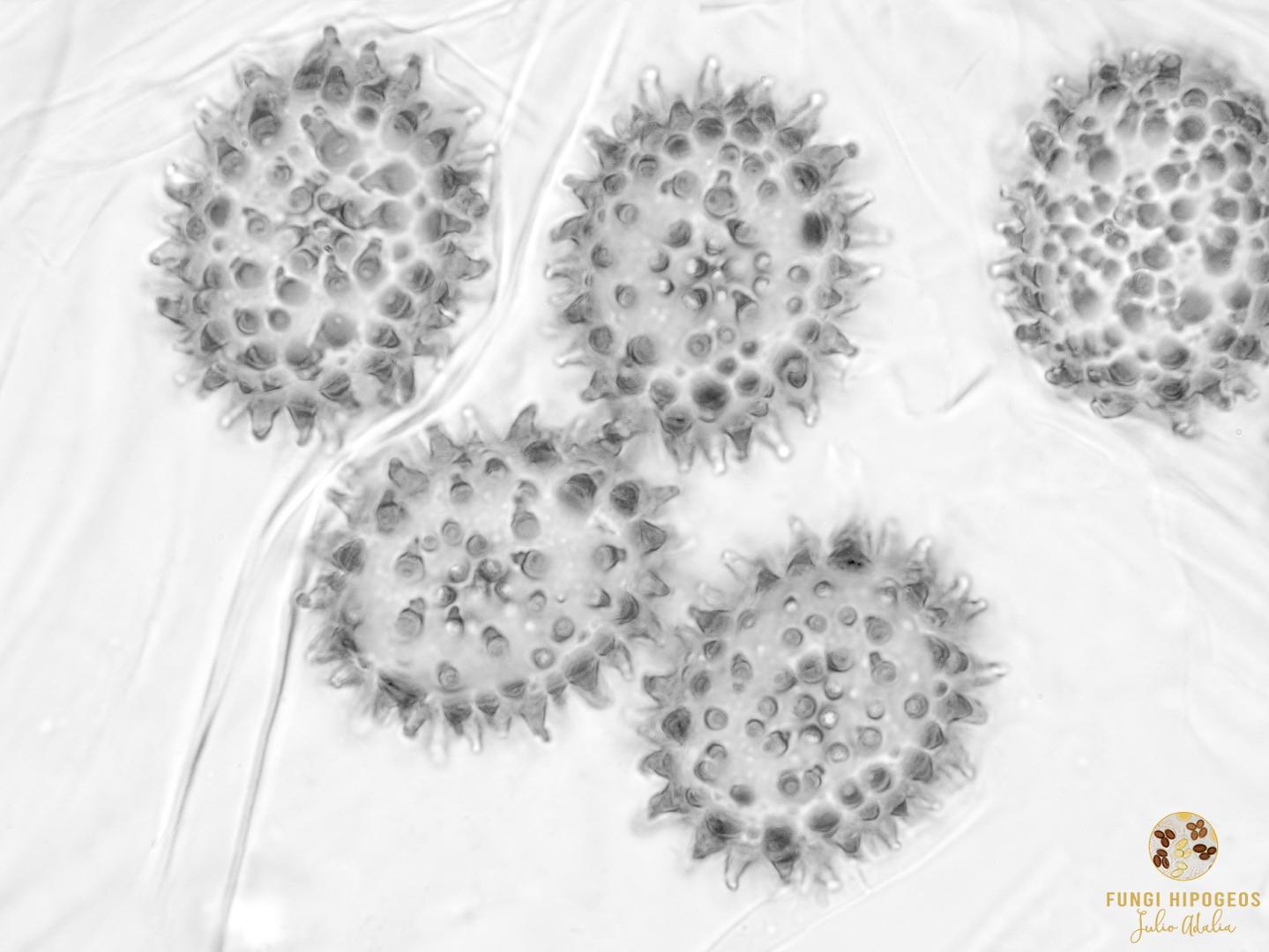 Imagen de portada 555