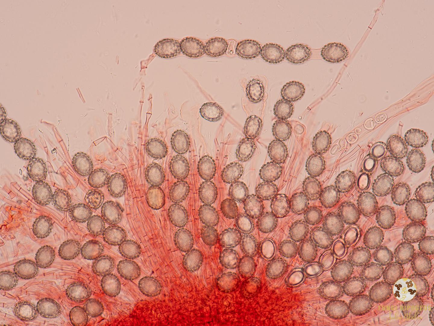 Imagen de portada 557