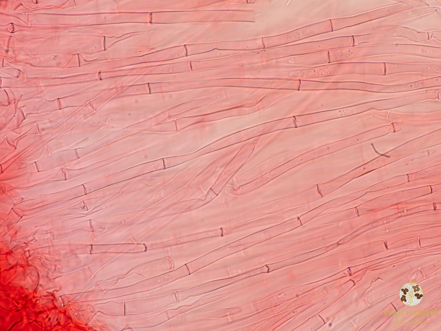 Imagen de portada 559