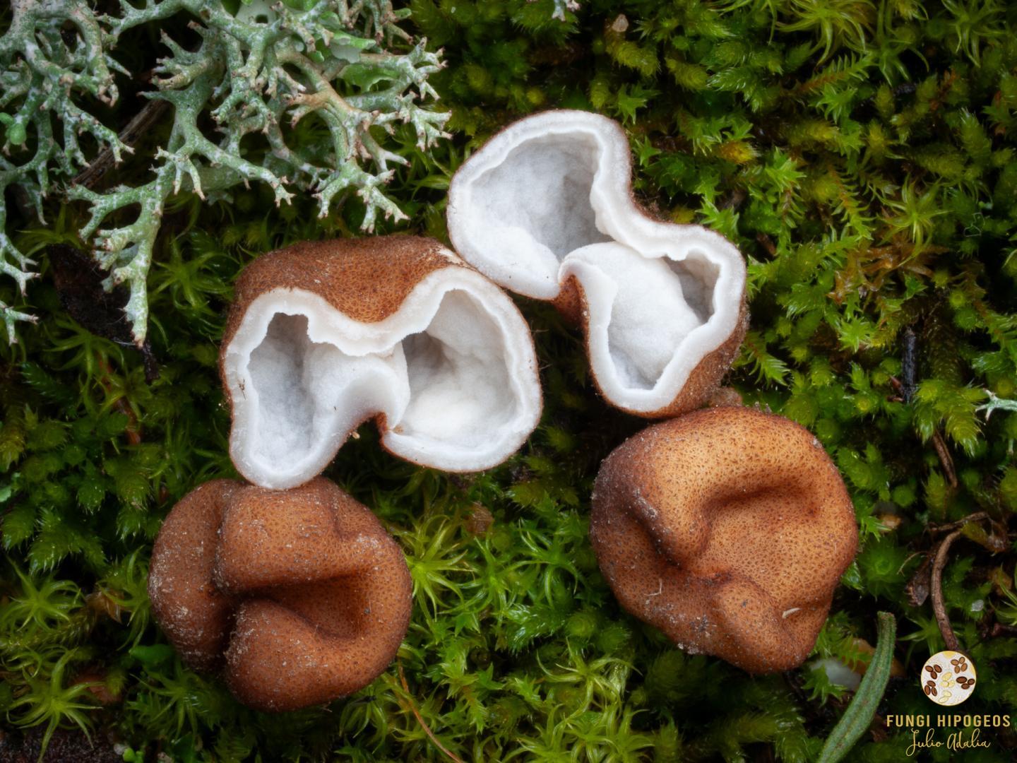 Imagen de portada 563