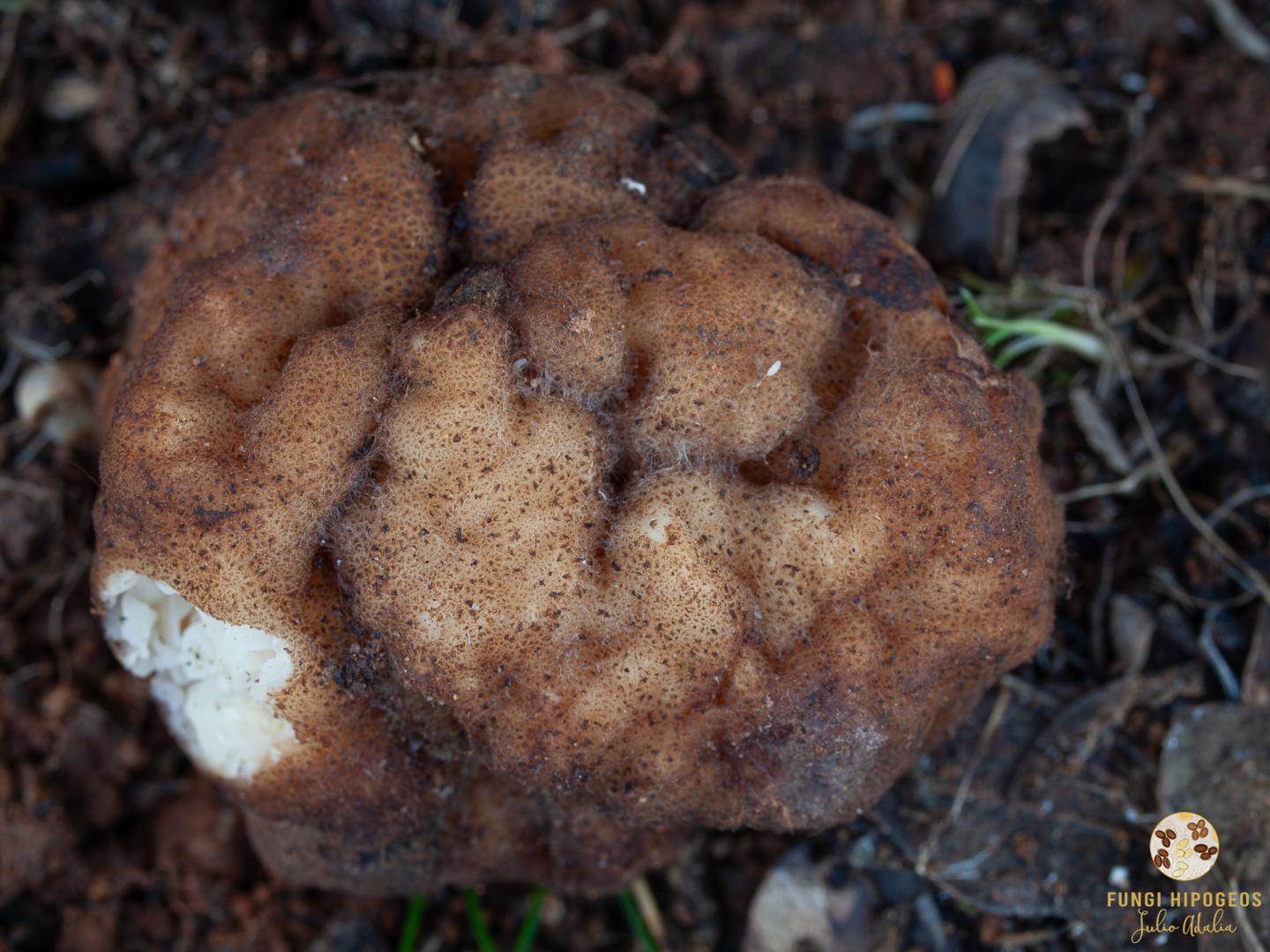 Imagen de portada 572