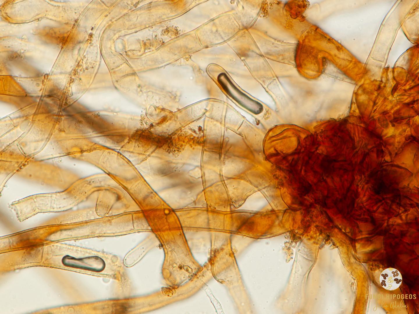 Imagen de portada 575