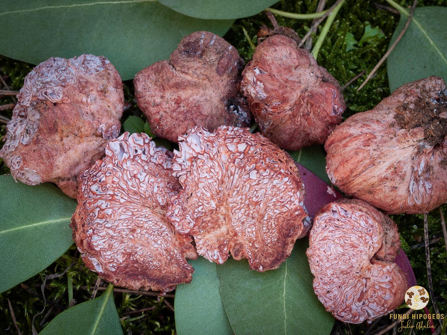 Imagen de portada 971