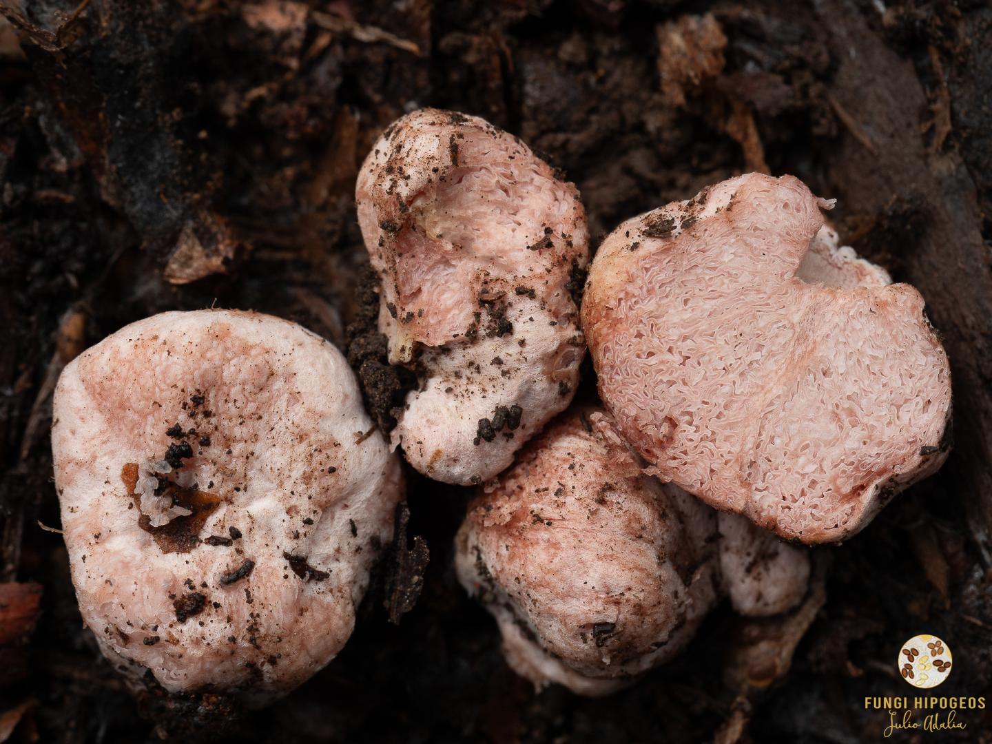 Imagen de portada 972