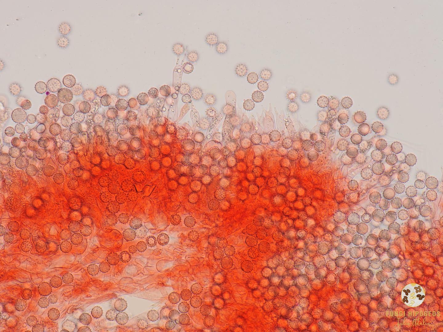 Imagen de portada 975