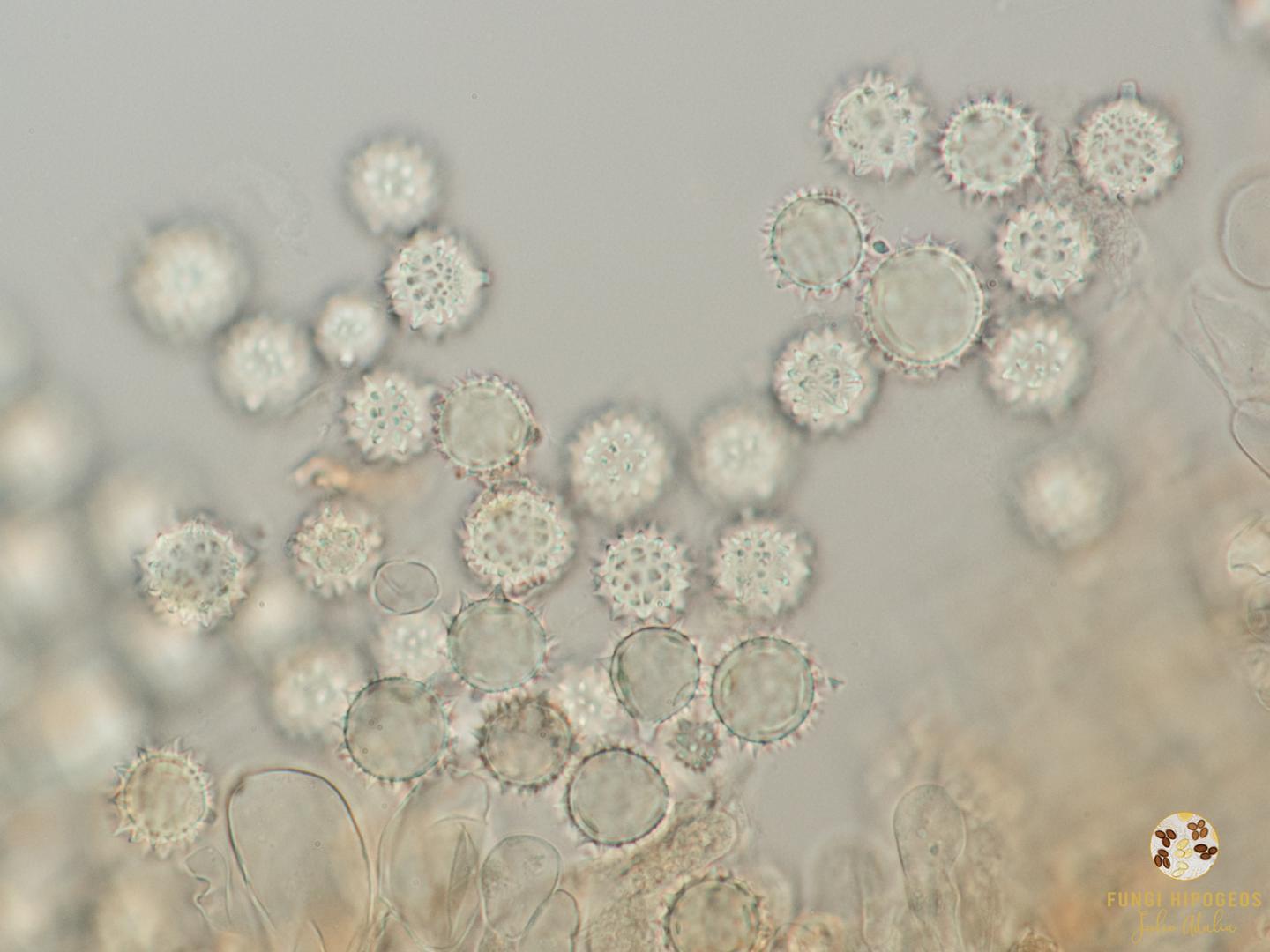 Imagen de portada 976