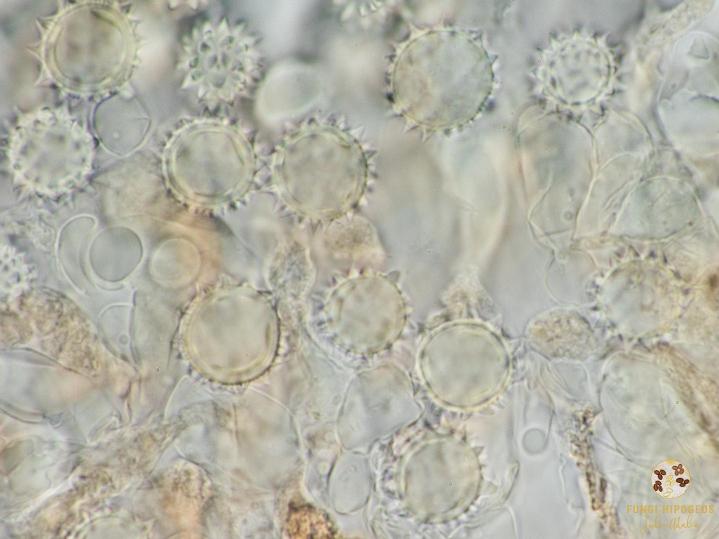 Imagen de portada 977