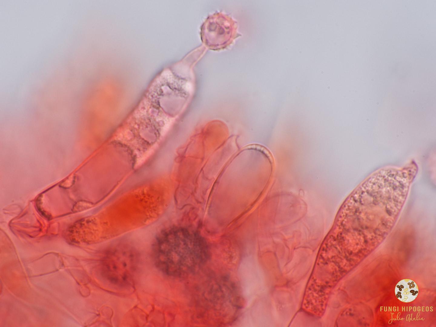 Imagen de portada 978