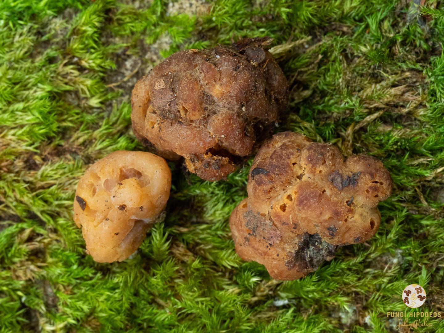 Imagen de portada 1506