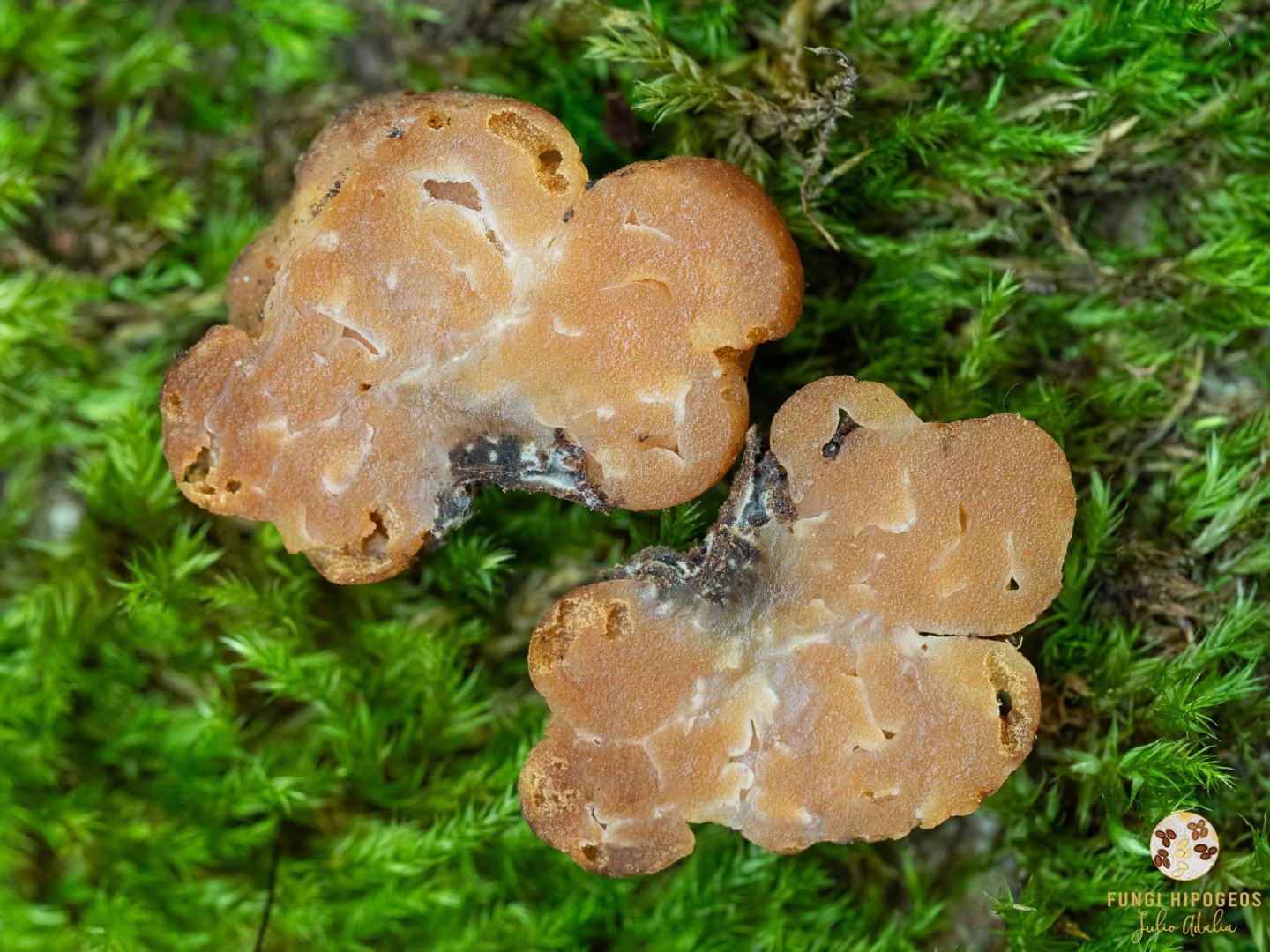 Imagen de portada 1507